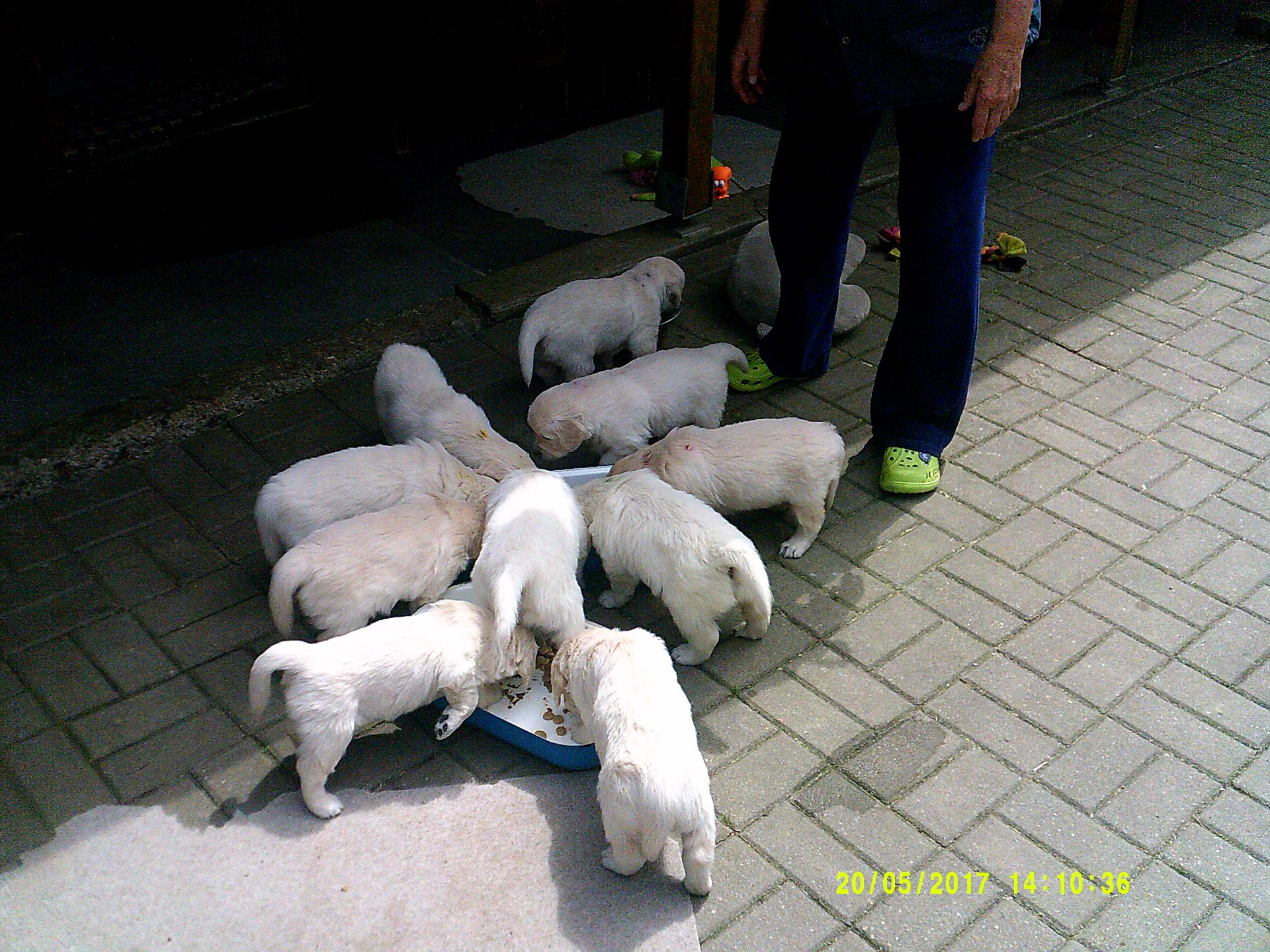 Všichni jedlíci. Simbík je ten, který se už hrne pro druhý nášup :-)